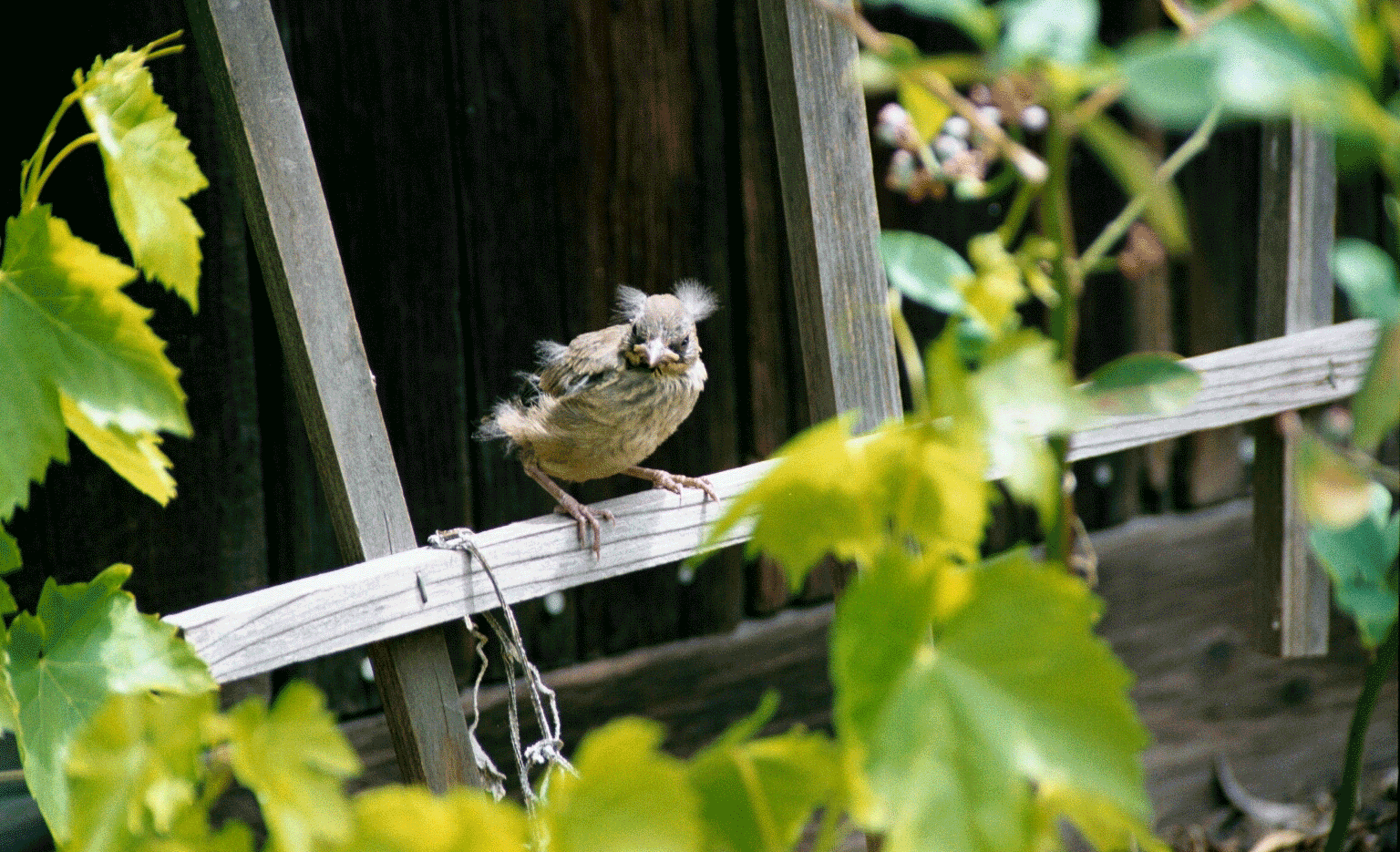 Baby Towhee