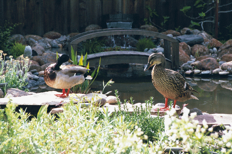 Ducks